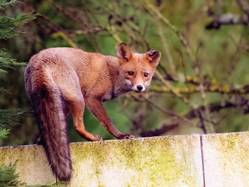 Cohabiter avec les animaux sauvages en milieu urbain