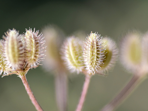 Biodiversité (ARB ÎdF)