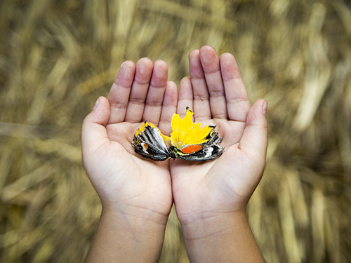Ce que le confinement nous apprend sur la nature (et sur nous-mêmes...)