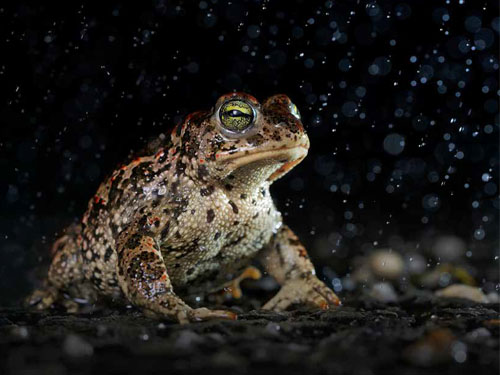 Liste rouge régionale des amphibiens et reptiles d'Île-de-France