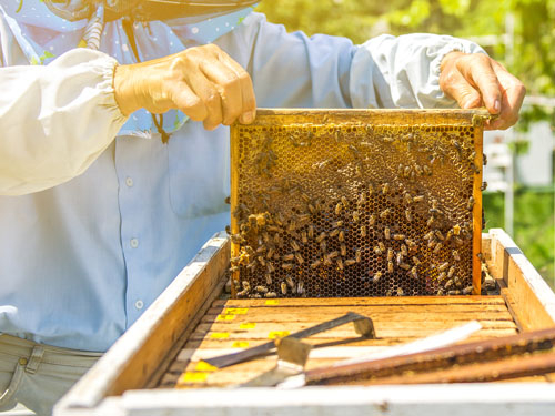 Les effets des pratiques apicoles sur la santé des ruches en Île-de-France