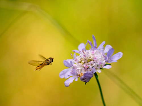 Plantes-pollinisateurs : le déclin discret d’une relation clé pour les écosystèmes et l’être humain
