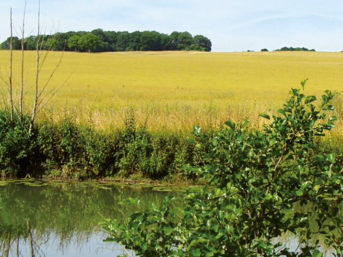 Banalisation des milieux naturels franciliens : des outils et des réponses adaptés