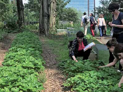 L’agriculture urbaine au cœur des projets de ville : une diversité de formes et de fonctions